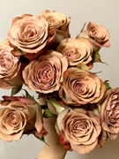 卡布奇诺肯尼亚玫瑰花大苗咖啡色切花特大花，浓香四季月季阳台庭院