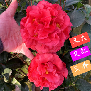 克瑞墨大牡丹香水茶花巨大花，浓香型大红色型品种山茶年宵花卉名贵