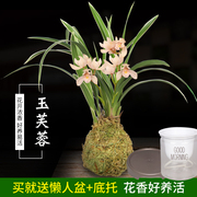 有香味的兰花苗，四季兰建兰金边矮种玉芙蓉可水培，兰花盆栽花卉绿植