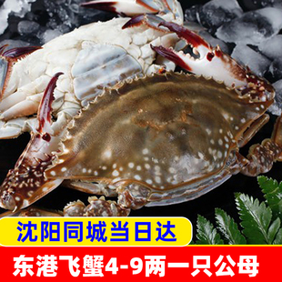 辽宁丹东东港飞蟹梭子蟹青蟹，3-7两公母两只同城，海鲜大螃蟹个装新