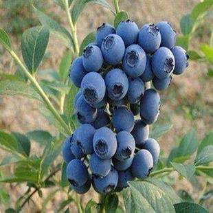 蓝莓树果苗盆栽兔眼蓝莓果树苗，当年结果特大蓝莓树苗南方北方种植