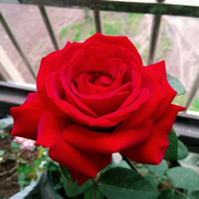 红玫瑰卡罗拉大花月季大花浓香庭院盆栽灌木绯扇红双喜切花玫瑰花