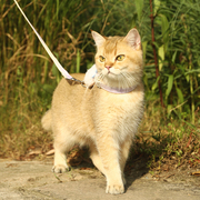 猫咪牵引绳防挣脱遛猫绳猫猫外出绳子胸背带可调节猫链子宠物用品