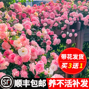 蔷薇花苗藤本月季特大花树庭院爬藤植物花卉盆栽阳台玫瑰四季开花