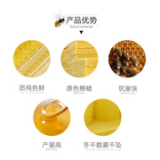 国宝蜂箱专用巢础蜂具养蜂工具中蜂巢片深房蜂巢蜂蜡养蜂巢脾巢基