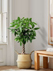 大型五辫发财树盆栽室内客厅大型绿植办公室植物净化空气招财树