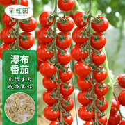 瀑布小番茄种子超甜圣女果，种子苗千禧，樱桃西红柿四季播盆栽蔬菜苗
