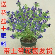 蓝莓树果苗带果蓝莓苗，盆栽南北方种植兔眼特大阳台果树苗当年结果