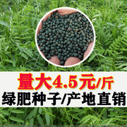 苕子绿肥果园紫花种子种长柔毛野豌豆毛苕子养蜂蜜源草种绿肥种籽