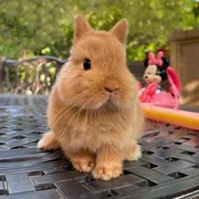 纯种二代双血美国侏儒兔垂耳兔荷兰兔茶杯兔小型宠物兔活物长不大