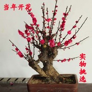 红梅花盆景原生朱砂梅，乌梅腊梅造型树桩室内花卉，海棠老桩耐寒盆栽