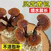灵芝菌包蘑菇种植包菌种(包菌种)可食用新鲜平菇，室内阳台家庭自种灵芝盆栽