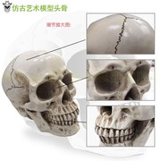 树脂骷髅头绘画人头骨艺用人体肌肉骨骼解剖头骨模型美术 