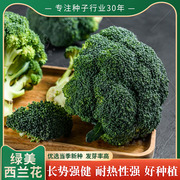 西兰花菜种孑菜种籽 菜苔冬青西蓝花菜种子菜籽青花椰菜花蔬菜