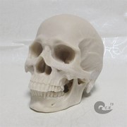 速发1 2树脂骷髅头绘画 人头骨艺用人体肌肉骨骼解剖头骨模型美术