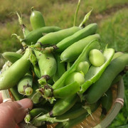 现摘新鲜蚕豆农家带壳生蚕豆罗汉豆兰花胡豆佛青豆荚蔬菜5斤
