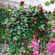 口红吊兰阳台吊兰植物垂吊植物，盆栽净化空气，除甲醛四季常青好养活
