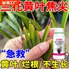 兰花专用药杀菌剂黑斑病叶斑病，兰陵王根腐炭疽病杀菌药微生物