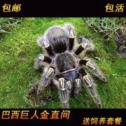 蜘蛛宠物巴西巨人金直间蜘蛛1-15CM宠物蜘蛛活体温顺好养新手入门