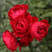 佛罗伦萨弗洛伦蒂娜月季花苗，德国月季玫瑰四季开花庭院藤本植物