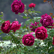 日本月季秋日胭脂扦插灌木，切花浓香阳台，庭院玫瑰花卉