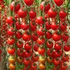 超甜圣女果种子瀑布小番茄种子千禧樱桃西红柿四季盆栽蔬菜番茄苗