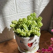速发新玉坠多肉植物稀p有品种，阳台组合小盆栽室内桌面绿植花卉精
