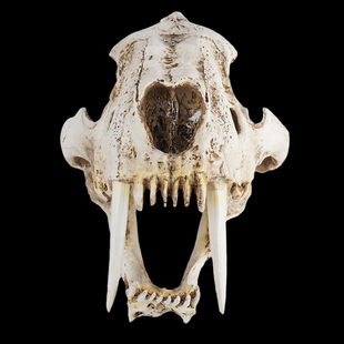 齿虎 北极熊头骨动物头骨模型树脂骷髅头教学化石标本装饰摆件