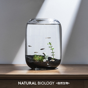 桌面微景观小学科学生态瓶，小鱼小虾小螃蟹水草，缸玻璃海葵免打理