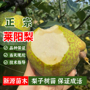 莱阳梨树苗嫁接特大脆甜茌梨慈，梨树活苗南北方庭院地栽果树苗盆栽