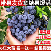 蓝莓树果苗带果蓝莓苗，盆栽南北方种植兔眼特大阳台果树苗当年结果