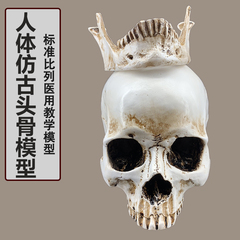 1 1树脂骷髅头绘画 人头骨艺用人体肌肉骨骼解剖头骨模型美术