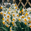 塔莎的花园 漳州水仙花种球带花盆单瓣重瓣冬季开花耐寒观赏植物