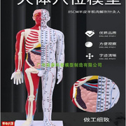 80CM人体针灸j模型半肌肉骨骼内脏解剖模型中医经络穴位模型超清