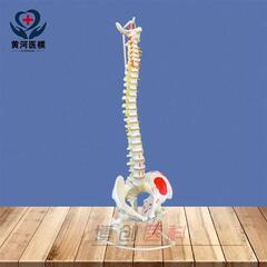 人体脊柱模型成人正骨练习脊椎模型颈椎腰椎人体骨骼模型骨架1 1a