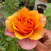 永远的艾帕索月季微月阳台大花灌木花苗多季浓香玫瑰适合新手植物
