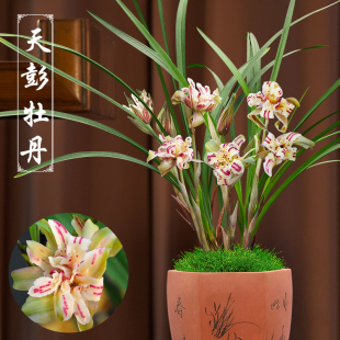 春兰奇花天彭牡丹兰，花苗浓香型带花苞，兰花阳台客厅庭院办公室盆栽