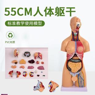55cmc高两性(高两性)躯干模型人体躯干，解剖21件内脏背部解剖人体标本模