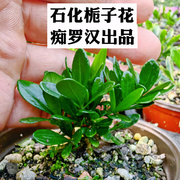 石化栀子花 长不大的栀子花微盆景素材种栀子花（痴罗汉出品