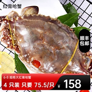 舟山红膏野生呛蟹生腌梭子蟹红膏蟹，糊温州江蟹生腌制