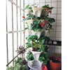 种菜架子阳台多层种草莓盆绿萝体组合神器家庭蔬菜种植塑料