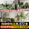 绿植植物花盆盆栽盆景松树单体室内花卉，花草素材草图大师su模型库