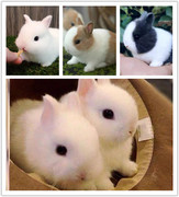 侏儒兔迷你小型长不大活体海棠凤眼，茶杯猫猫兔垂耳兔子宠物兔活物