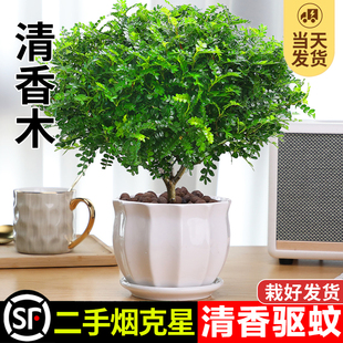 正宗清香胡椒木盆栽绿植驱蚊草，花卉植物室内树苗九里香老桩盆景