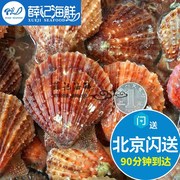 500g 北京闪送 小红贝海鲜鲜活扇贝 新鲜红扇贝 小扇贝水产