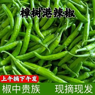 樟树港小辣椒5斤富硒新鲜白辣椒现摘虎皮自制卜辣椒农家湘菜手工3