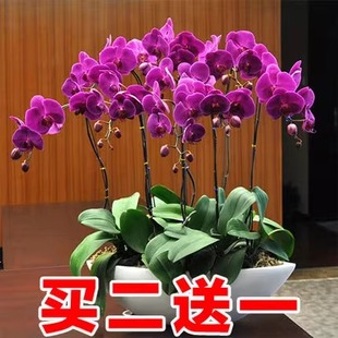 蝴蝶兰花苗带花带花苞盆栽兰花大苗客厅室内植物花卉四季好养活