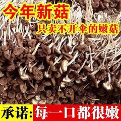 2023年古田农家茶树菇特级不开伞新鲜500g茶薪菇干货香菇蘑菇