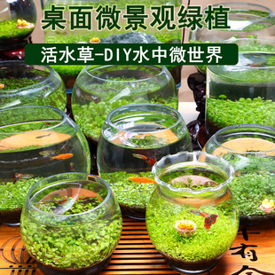 创意缸生态鱼缸水草种子，籽懒人微景观diy室内生态，瓶玻璃水培植物