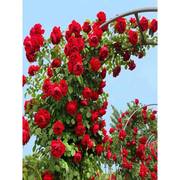 月季种子蔷薇花种玫瑰花种四季月季花籽爬藤植物花籽室外庭院花卉